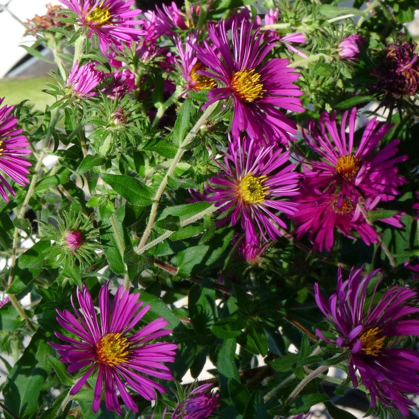 Aster novae-angliae Constanz - Astro settembrino (Porto)