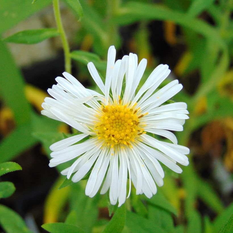 Aster novae-angliae Herbstschnee - Astro settembrino (Fioritura)