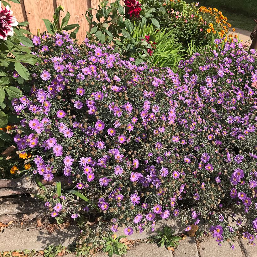 Aster novae-angliae Purple Dome - Astro settembrino (Porto)