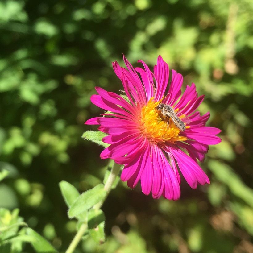 Aster novae-angliae Septemberrubin - Astro settembrino (Fioritura)