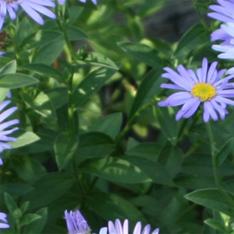 Aster novi-belgii Audrey - Astro settembrino (Fogliame)