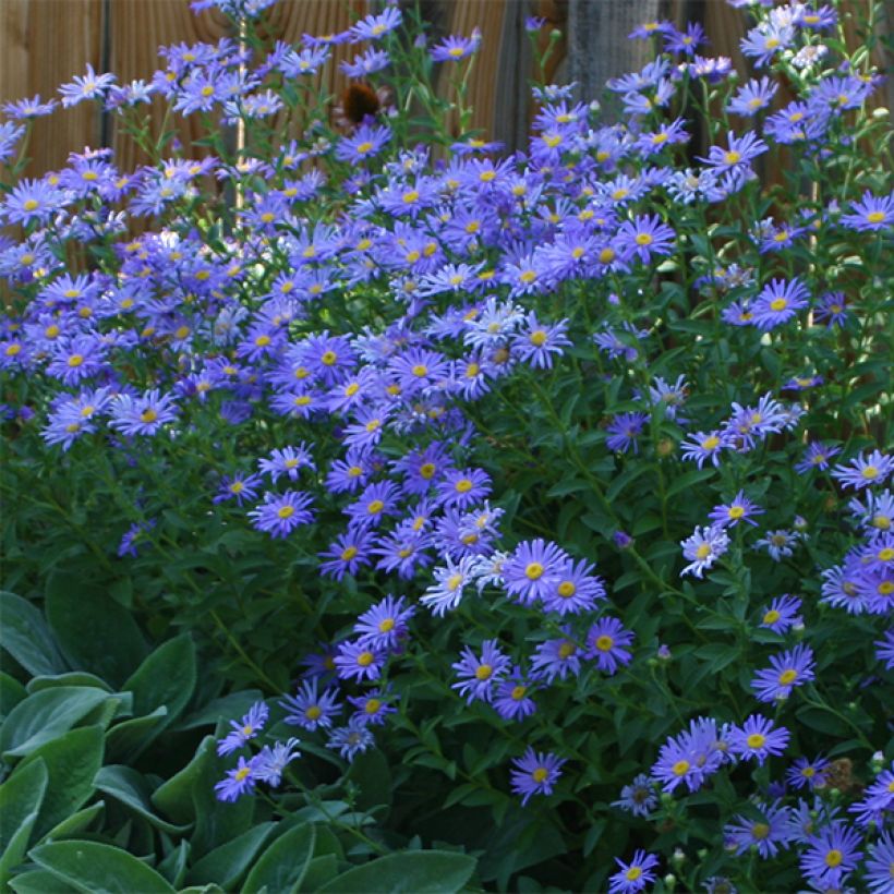 Aster novi-belgii Audrey - Astro settembrino (Fioritura)