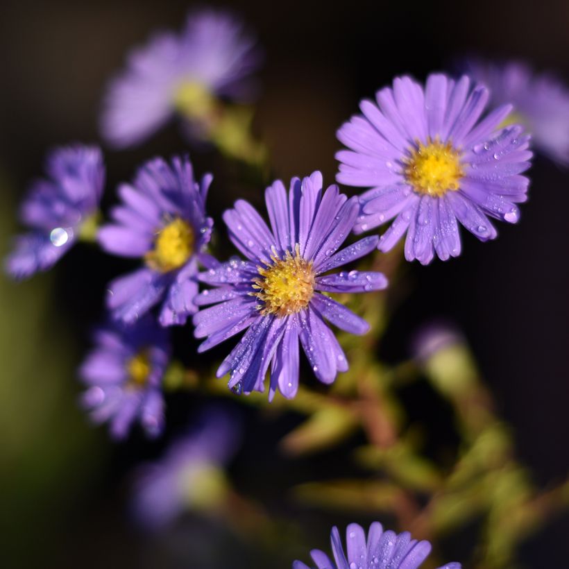 Aster novi-belgii Dauerblau - Astro settembrino (Fioritura)