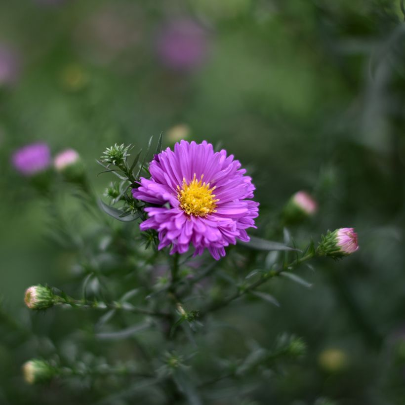 Aster novi-belgii Karmin Kuppel - Astro settembrino (Fioritura)