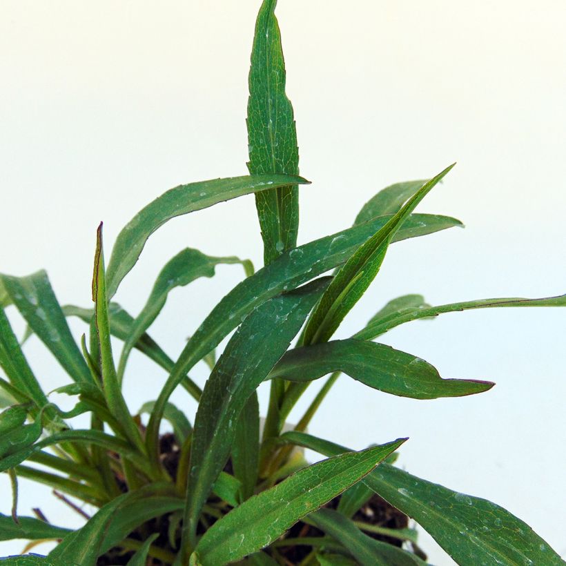 Aster novi-belgii Marie Ballard - Astro settembrino (Fogliame)