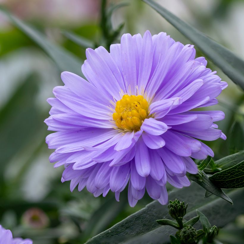 Aster novi-belgii Marie Ballard - Astro settembrino (Fioritura)