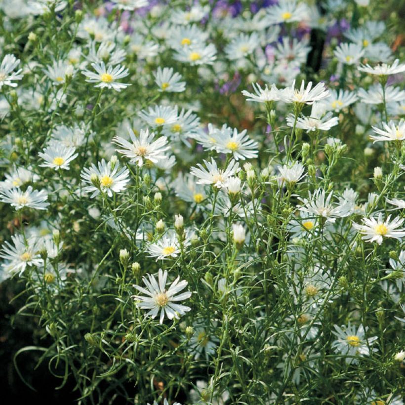 Aster ericoides var. pringlei Monte Cassino (Porto)