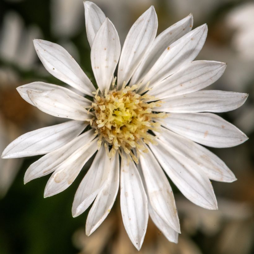 Aster ptarmicoïdes (Fioritura)