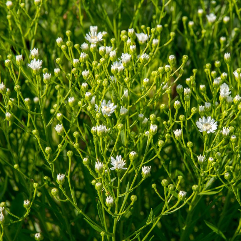 Aster ptarmicoïdes (Porto)