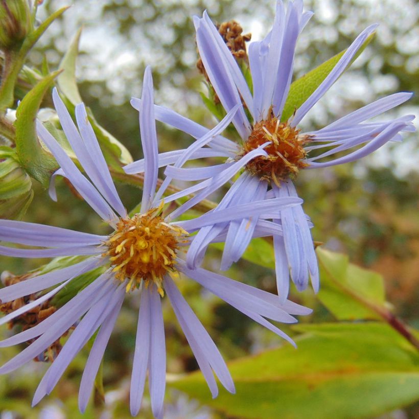 Aster puniceus (Fioritura)