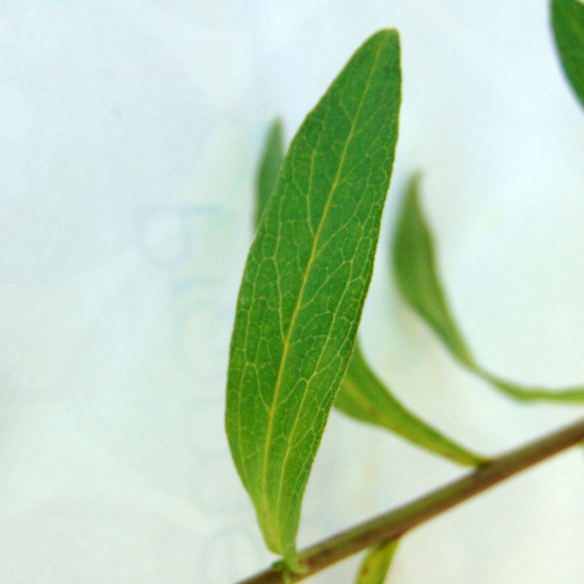 Aster pyrenaeus Lutetia (Fogliame)