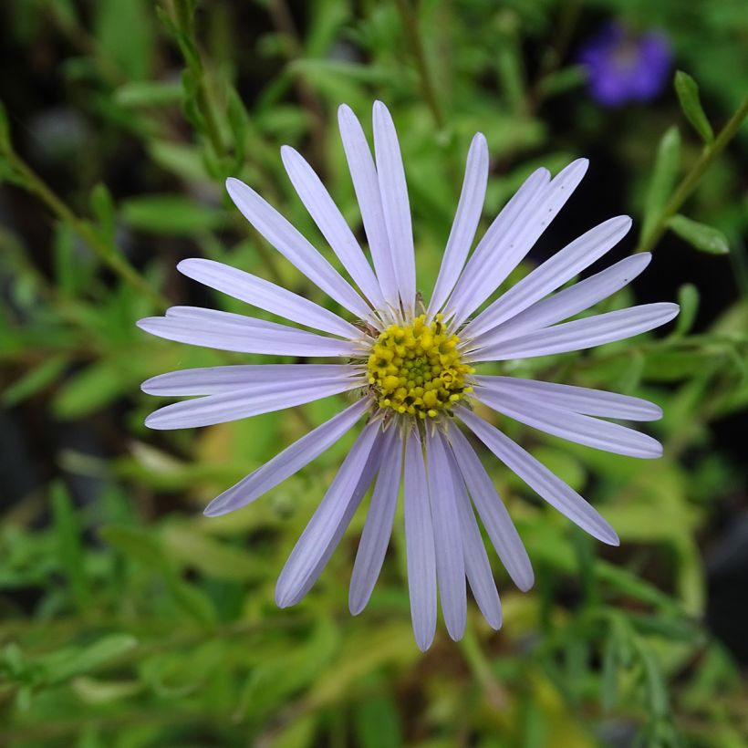 Aster pyrenaeus Lutetia (Fioritura)