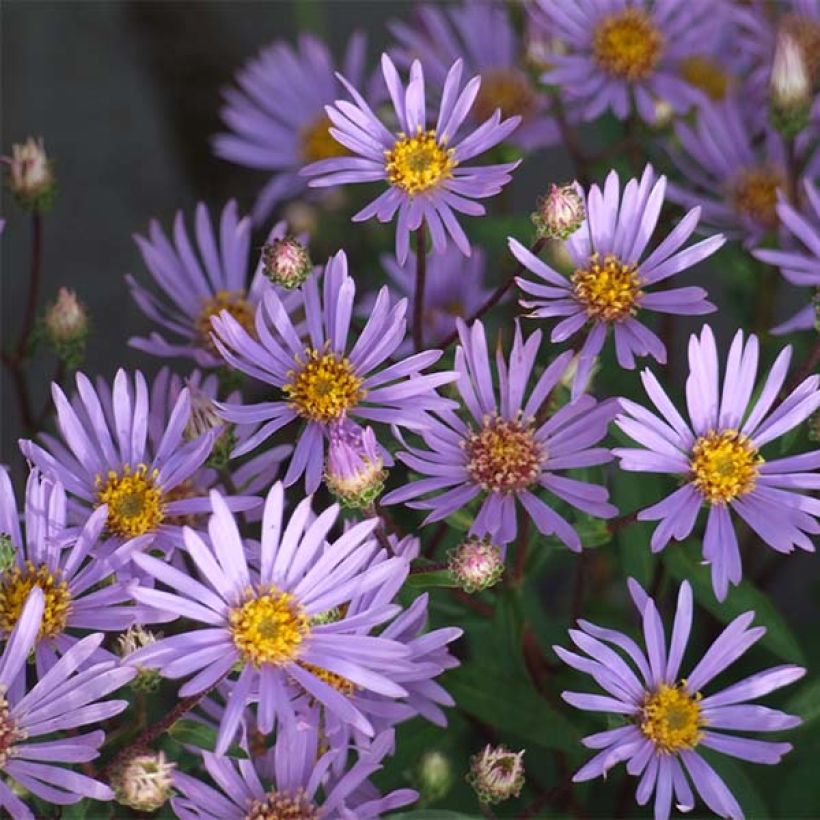 Aster radula (Fioritura)