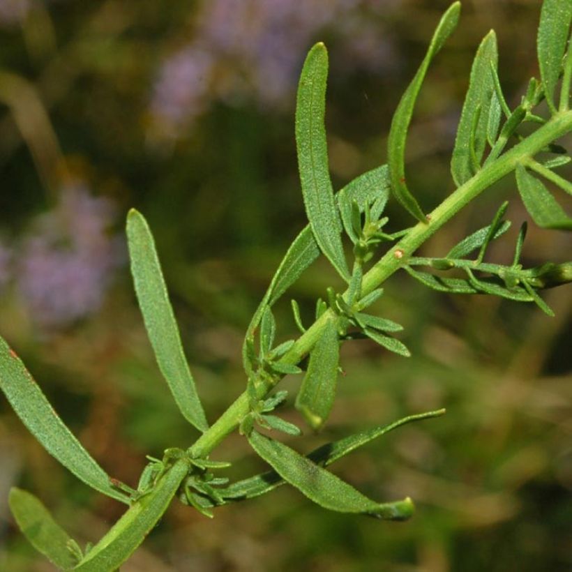 Aster sedifolius (Fogliame)