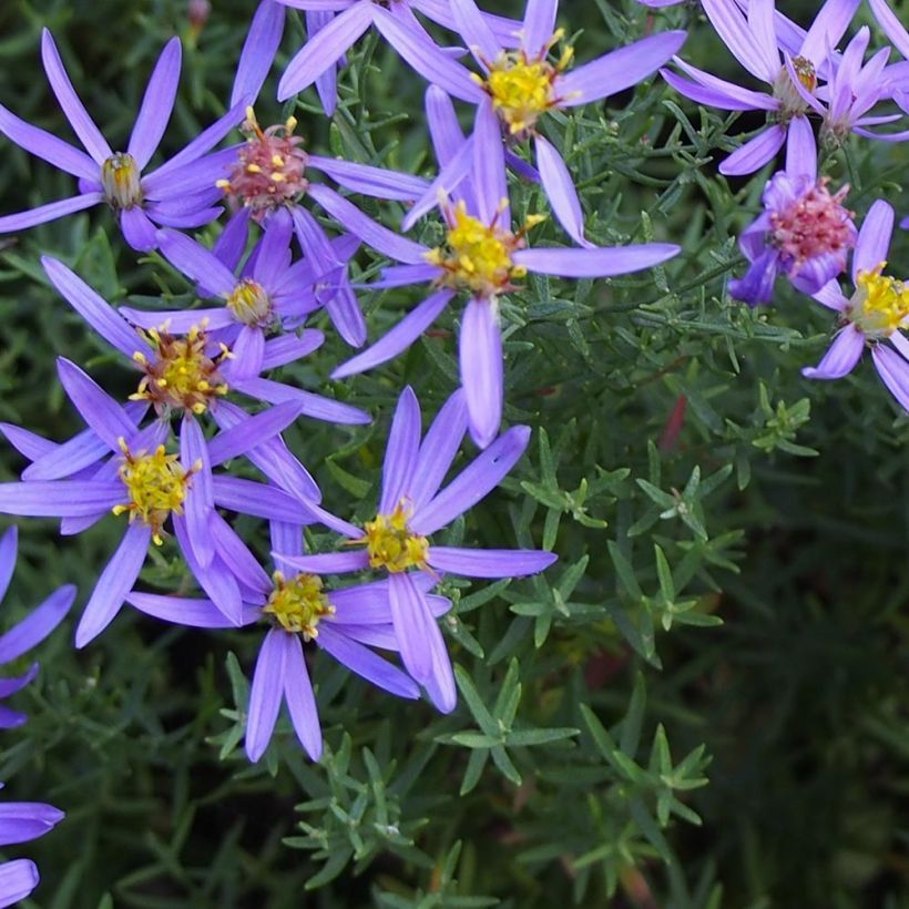 Aster sedifolius Nanus (Fogliame)