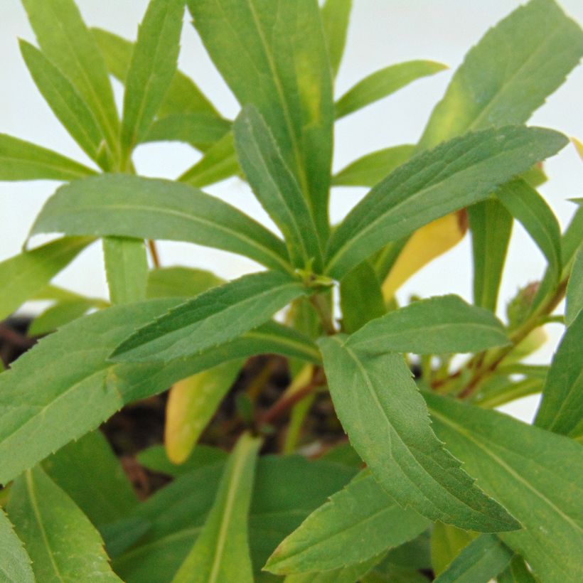 Aster sibiricus (Fogliame)