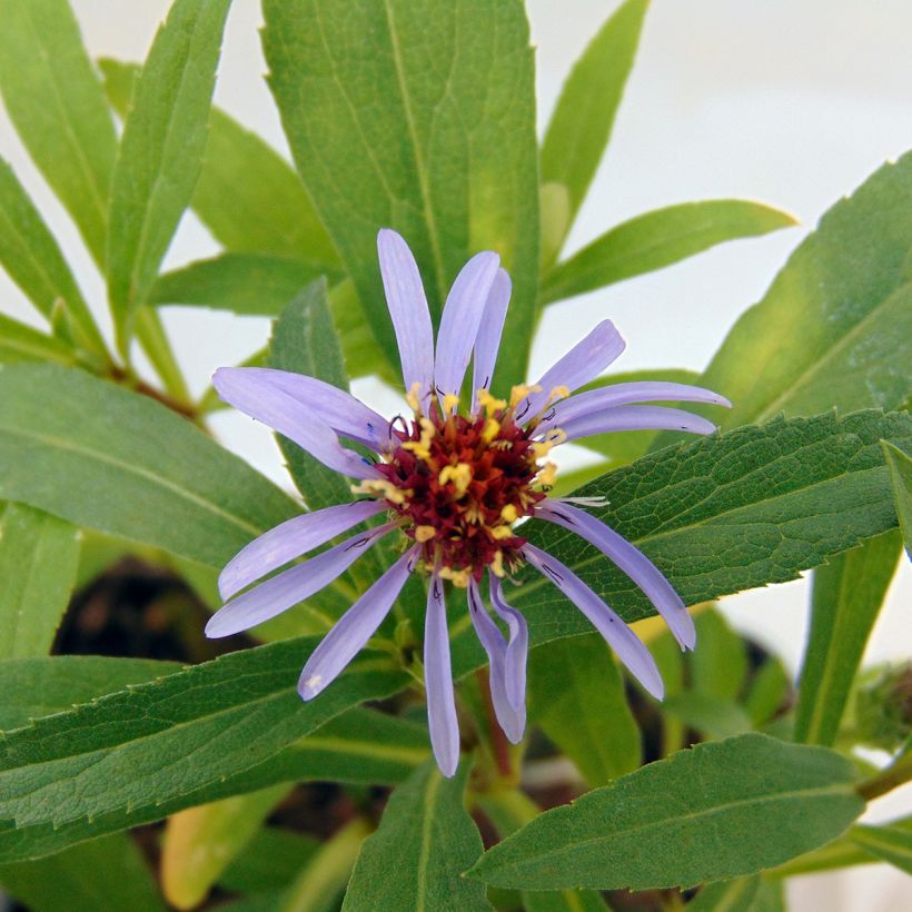 Aster sibiricus (Fioritura)