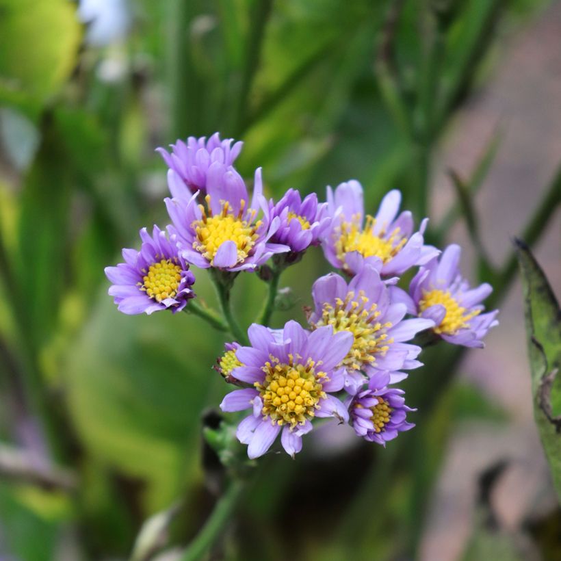 Aster tataricus Jindai (Fioritura)