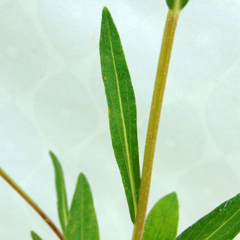 Aster tongolensis Berggarten (Fogliame)