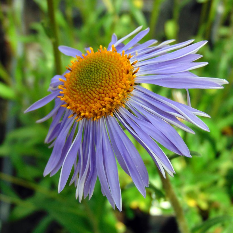 Aster tongolensis Berggarten (Fioritura)