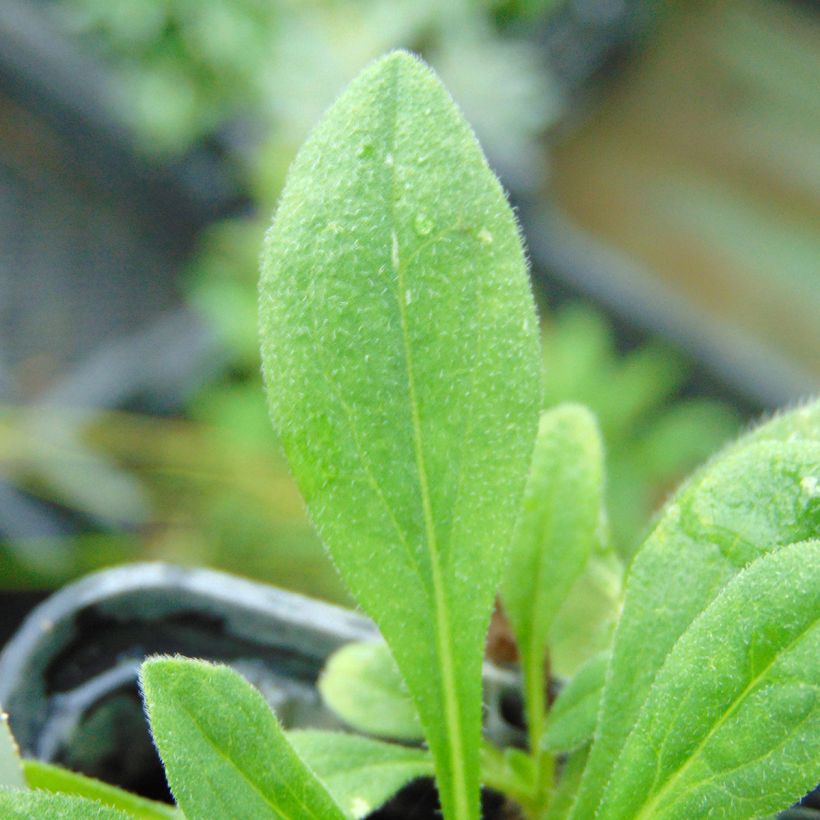 Aster tongolensis Wartburgstern (Fogliame)