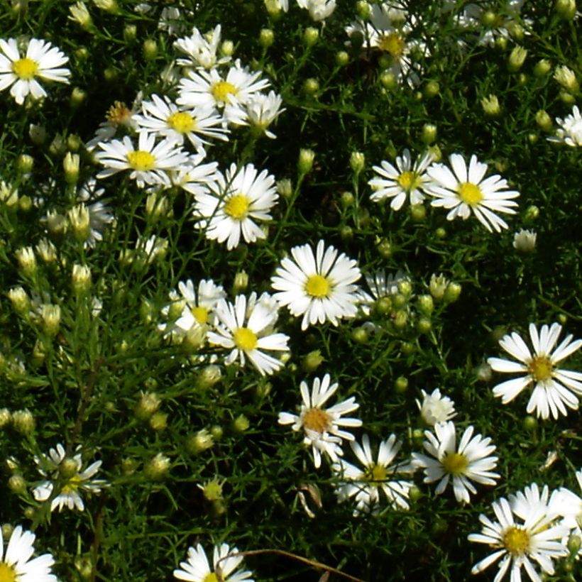 Aster tradescantii (Fioritura)