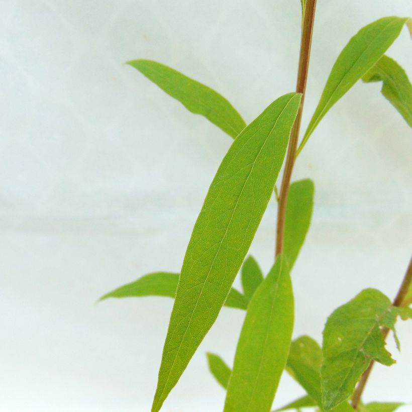 Aster umbellatus Weisser Schirm (Fogliame)