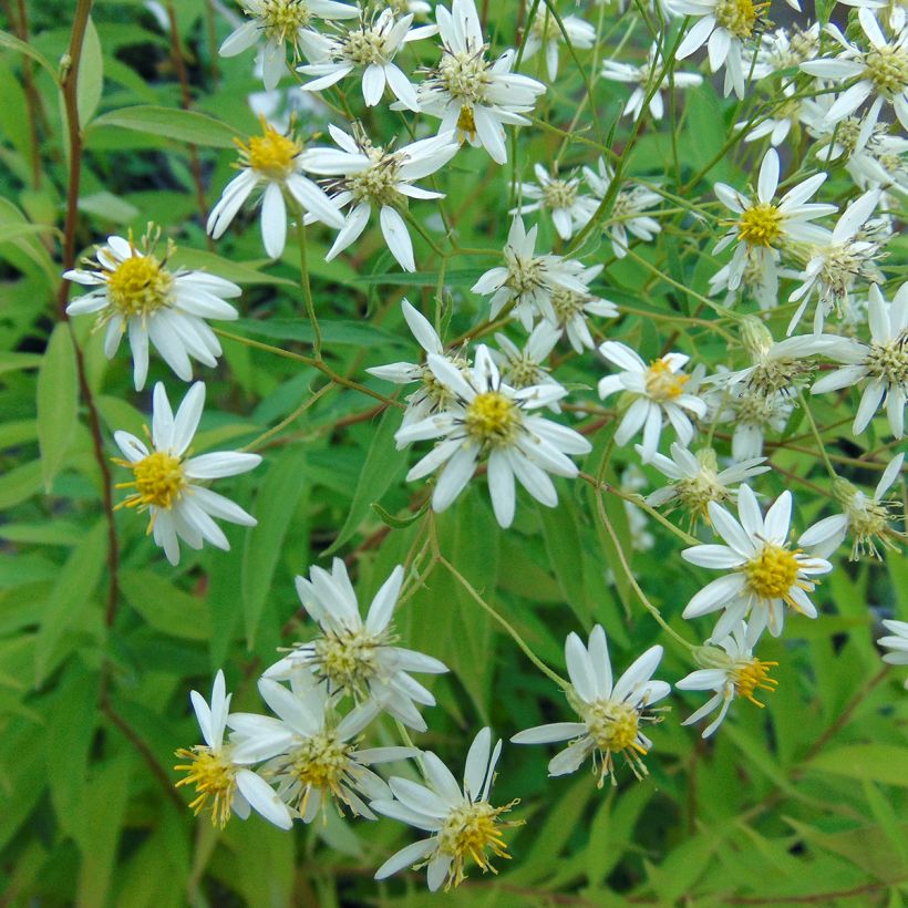 Aster umbellatus Weisser Schirm (Fioritura)