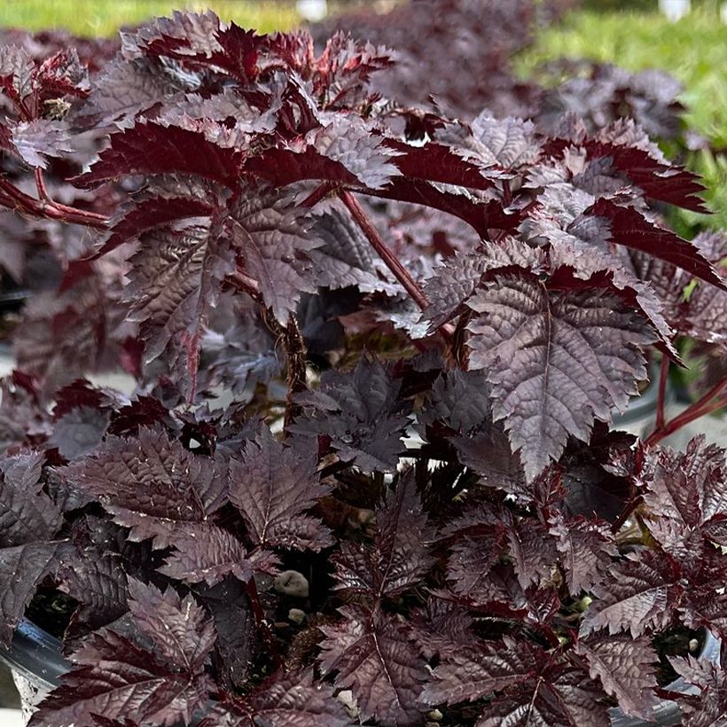 Astilbe chinensis Darkside Of The Moon (Fogliame)