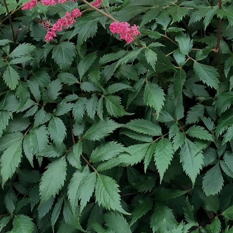 Astilbe chinensis Vision in Red (Fogliame)