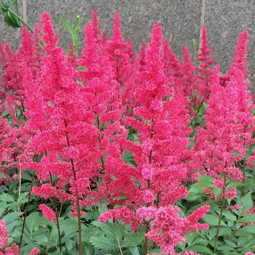 Astilbe chinensis Vision in Red (Fioritura)