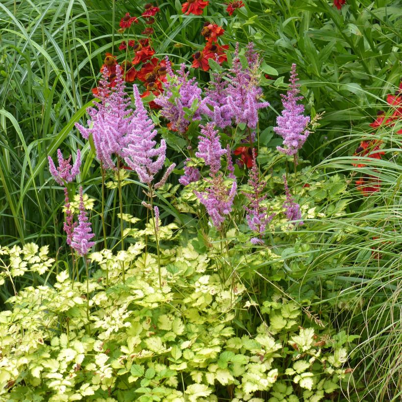 Astilbe arendsii Color Flash Lime (Porto)