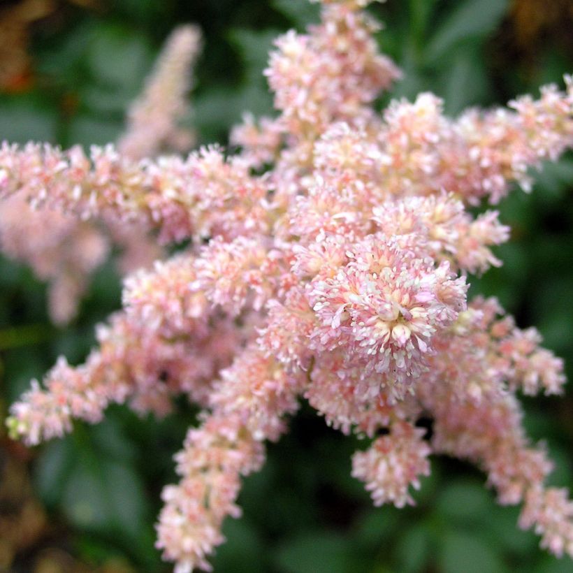 Astilbe arendsii Bressingham Beauty (Fioritura)