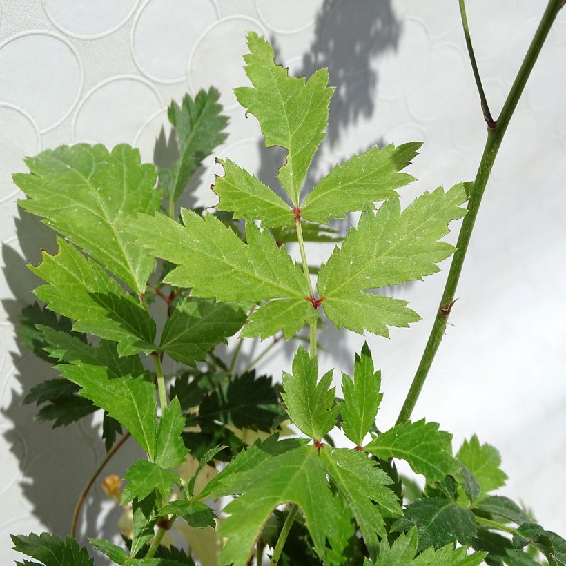 Astilbe arendsii Bumalda (Fogliame)