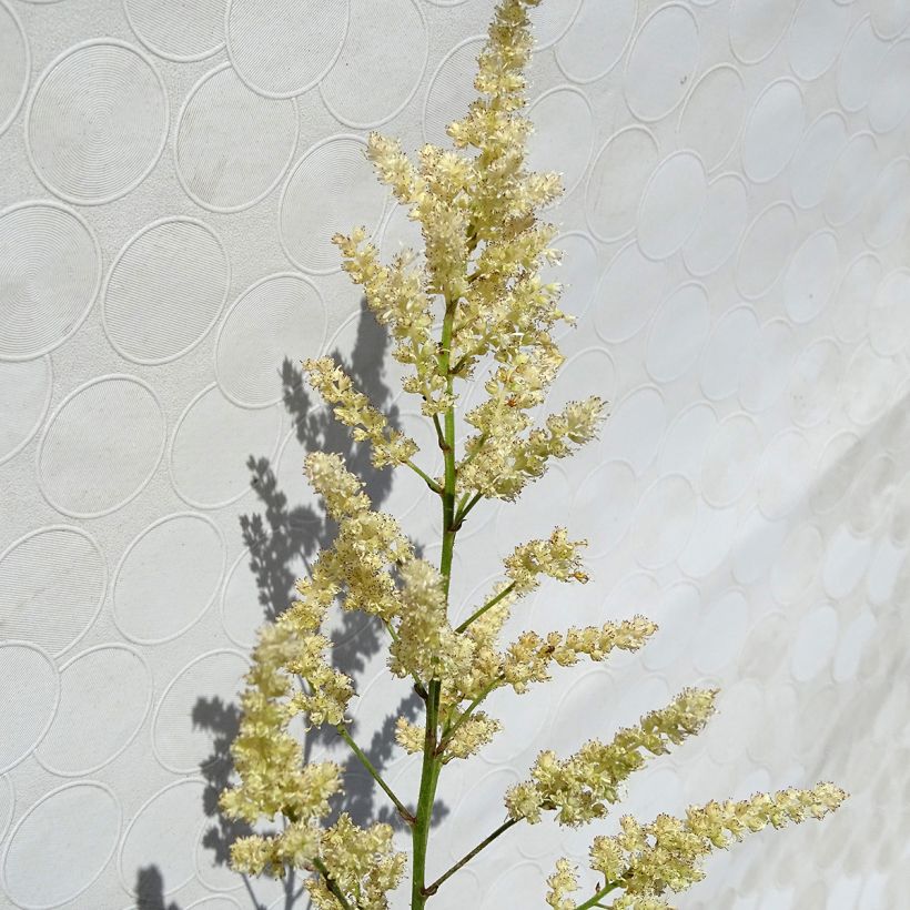 Astilbe arendsii Bumalda (Fioritura)