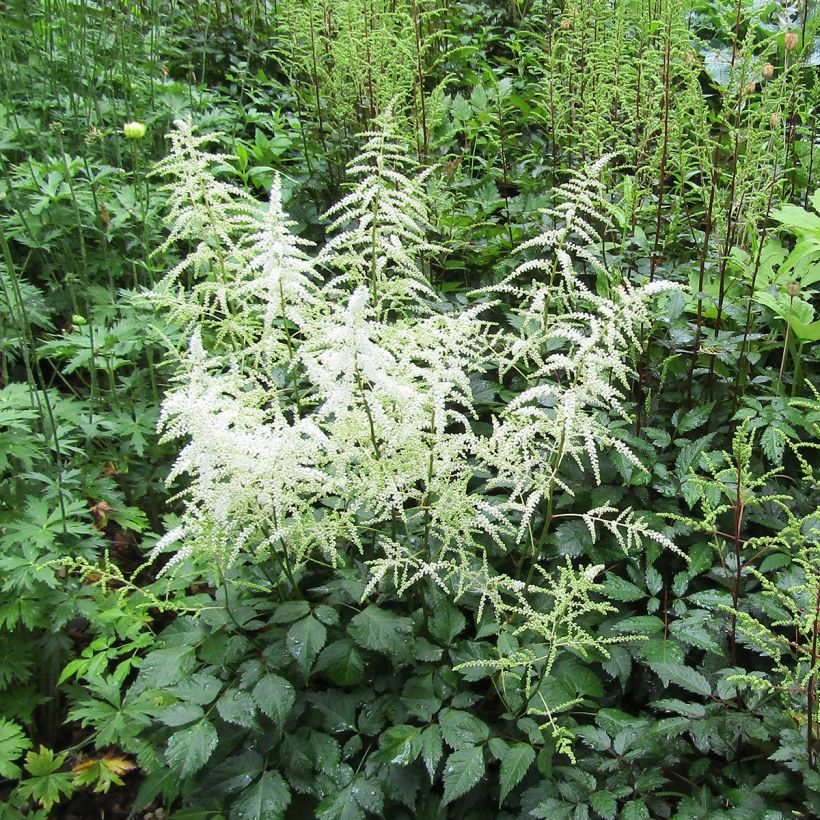 Astilbe arendsii Cappuccino (Porto)