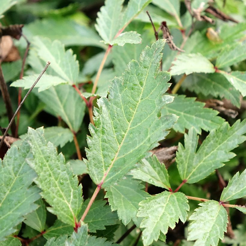 Astilbe arendsii Cappuccino (Fogliame)