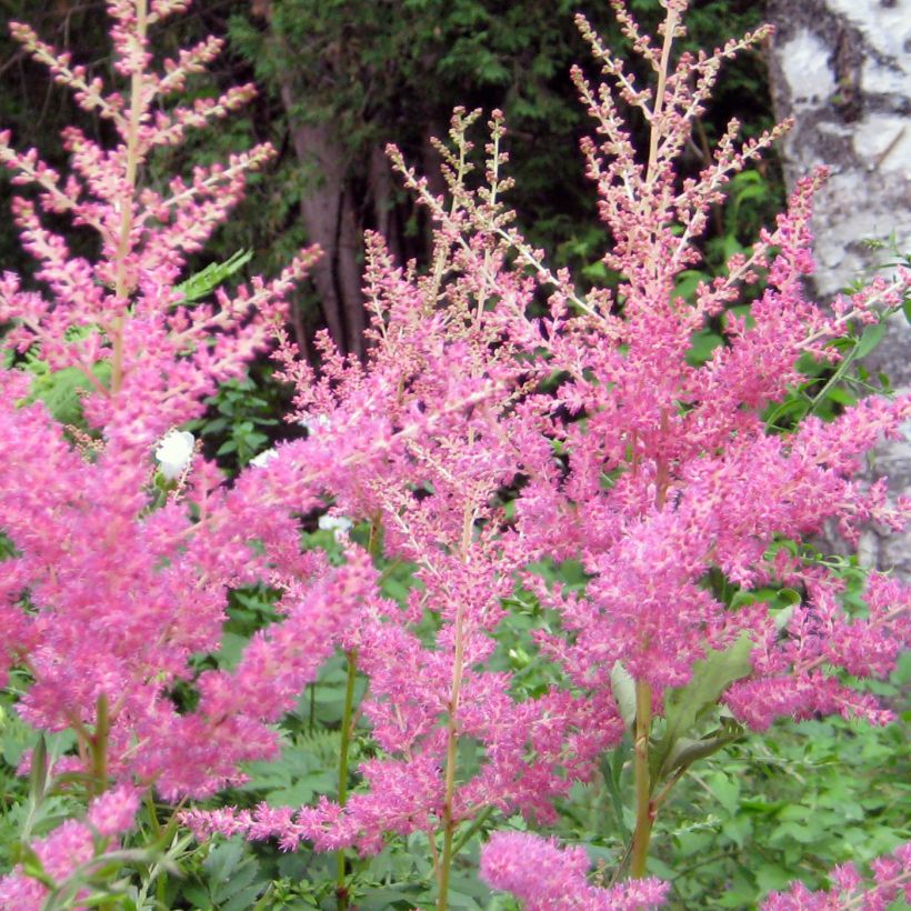 Astilbe arendsii Cattleya (Fioritura)