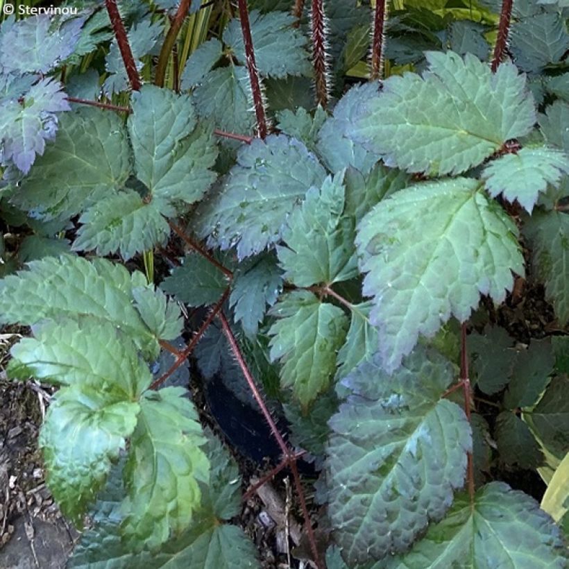 Astilbe arendsii Colour Flash (Fogliame)