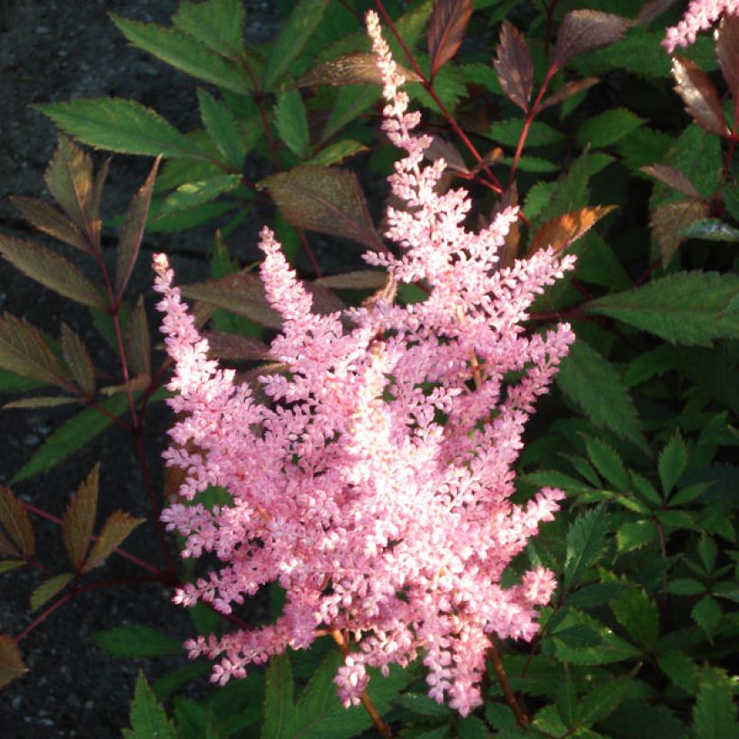 Astilbe arendsii Erika (Fioritura)