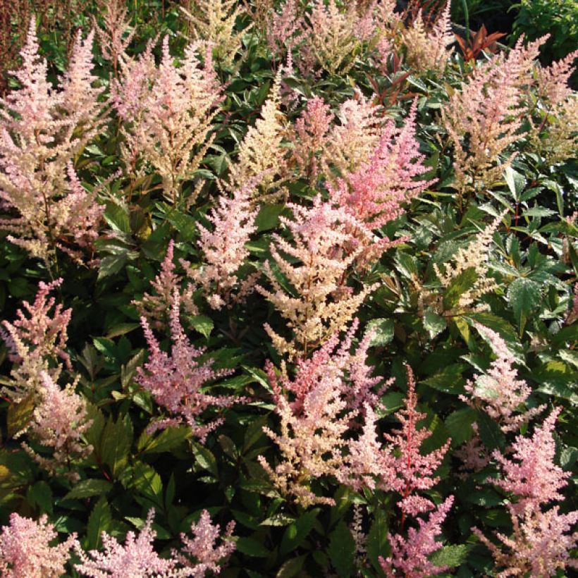 Astilbe arendsii Erika (Porto)