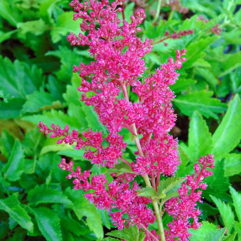 Astilbe arendsii Fanal (Fioritura)