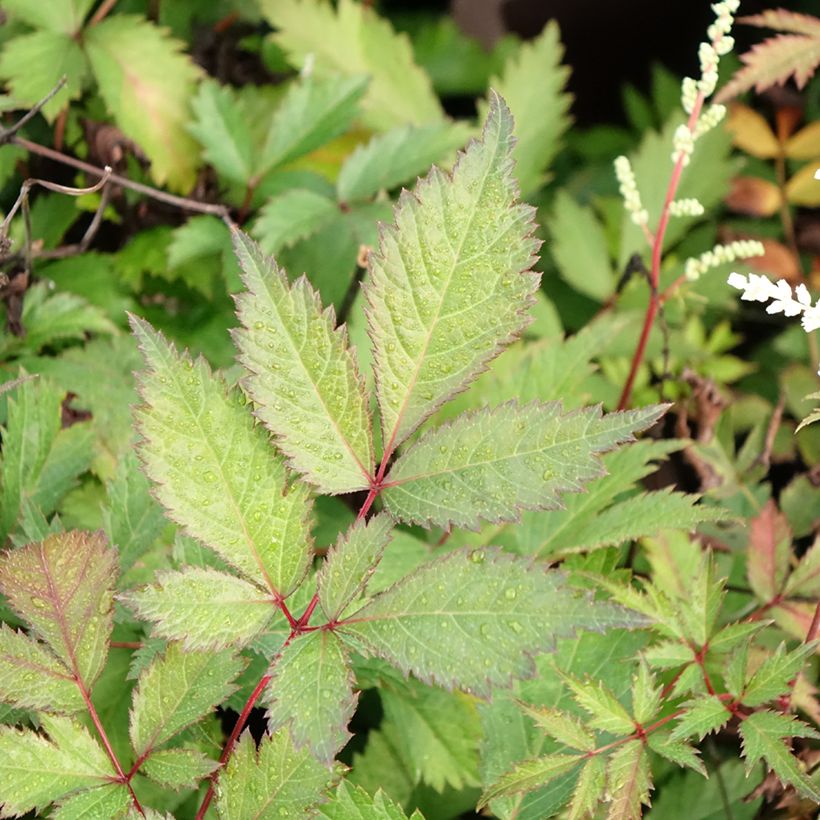 Astilbe arendsii Moccachino (Fogliame)