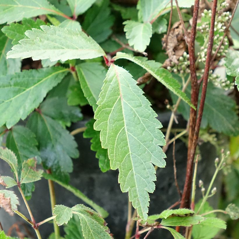 Astilbe arendsii Rock and Roll (Fogliame)