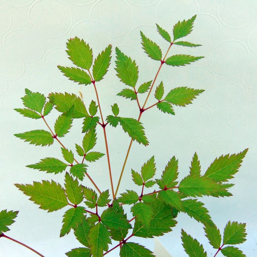 Astilbe arendsii Walkure (Fogliame)