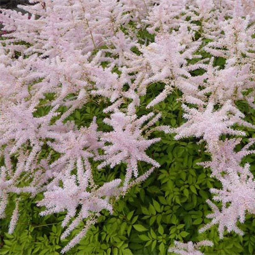 Astilbe arendsii Walkure (Fioritura)