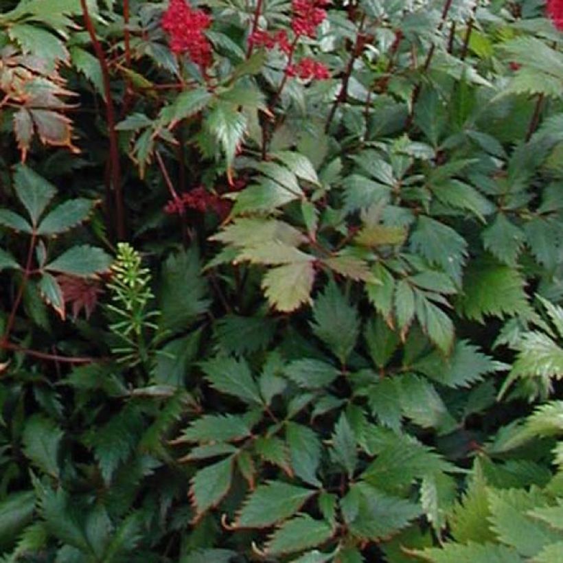 Astilbe arendsii Fanal (Fogliame)