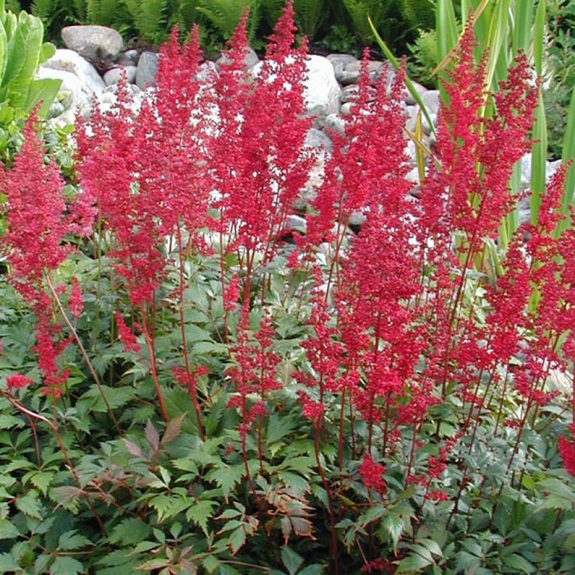 Astilbe arendsii Fanal (Porto)