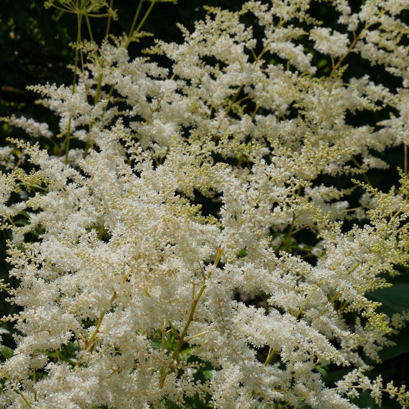 Astilbe biternata (Fioritura)