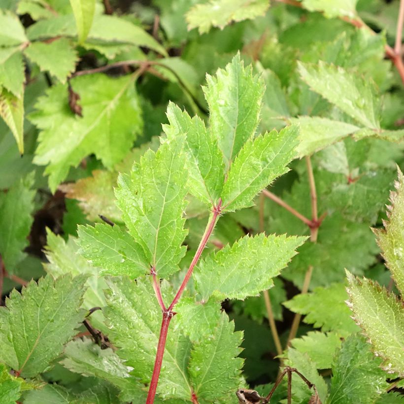 Astilbe chinensis Mighty Chocolate Cherry (Fogliame)